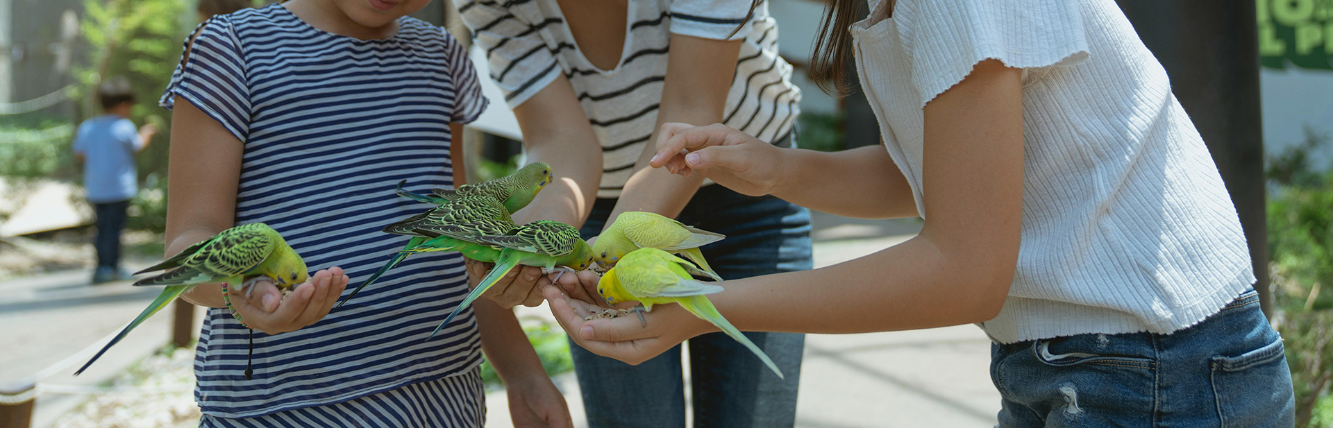 Fournitures Pour Oiseaux -Fournitures Pour Oiseaux pexels cristian rojas 8838168