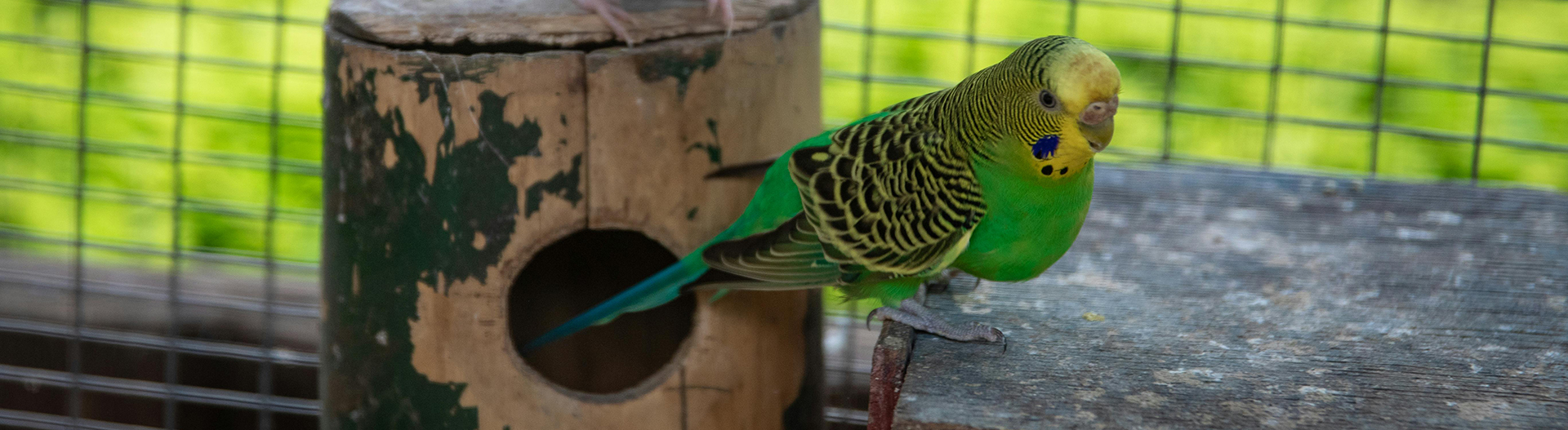 Fournitures Pour Oiseaux -Fournitures Pour Oiseaux pexels magda ehlers pexels 6364370