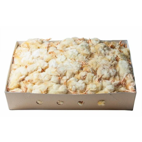 Poussins Congelés D'un Jour 10kg 1 Poussins Congelés D'un Jour 10kg